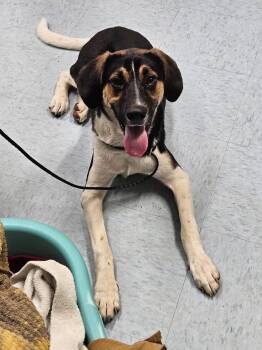 Bowser -  Hound Dog for Adoption in Irwin, Pennsylvania - Bowser | PetCurious