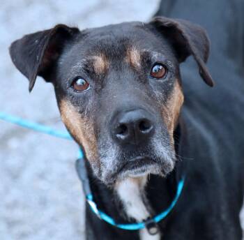 Poundcake (AO37357) -  Terrier Dog for Adoption in Kansas City, Kansas - Poundcake (AO37357) | PetCurious