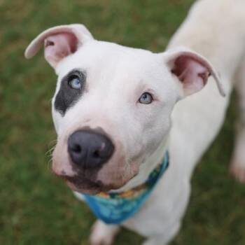 PATCH -  American Staffordshire Terrier Dog for Adoption in San Antonio, Texas - PATCH | PetCurious