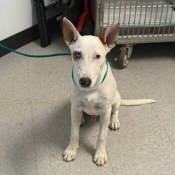 Conner 26-09-151 -  Bull Terrier and Cattle Dog Dog for Adoption in Bastrop, Texas - Conner 26-09-151 | PetCurious