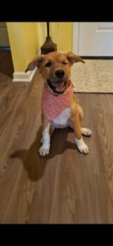 Gwen -  Mixed Breed Dog for Adoption in Mesa, Arizona - Gwen | PetCurious