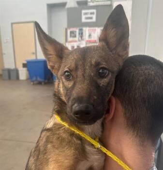 Mixed Breed Dogs Available for Adoption - PRECIOUS MAMAS | PetCurious