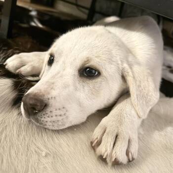 Great Pyrenees Dogs Available for Adoption - Lyra | PetCurious