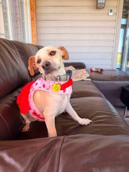 Lucy -  Chihuahua Dog for Adoption - Lucy | PetCurious