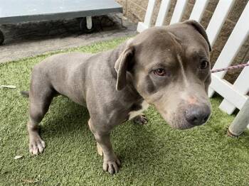 Pit Bull Terrier Dogs Available for Adoption - SEBASTIAN | PetCurious