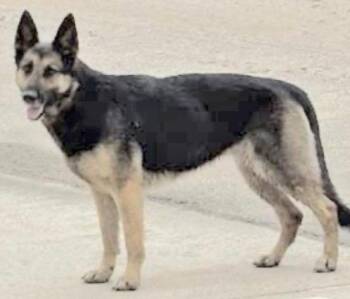 German Shepherd Dog Dogs Available for Adoption in Houston, Texas - A654448 | PetCurious