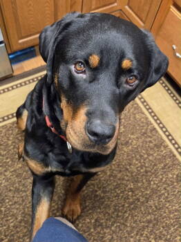 Rescue Rottweiler Dogs for Adoption in Ogden Dunes, Indiana - Gabriel | PetCurious