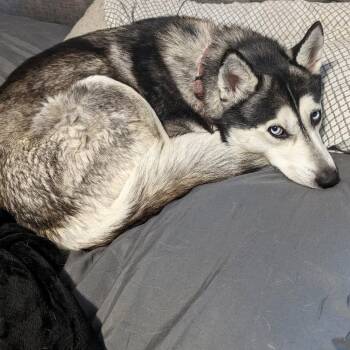 Luna -  Mixed Breed Dog for Adoption in Asheville, North Carolina - Luna | PetCurious