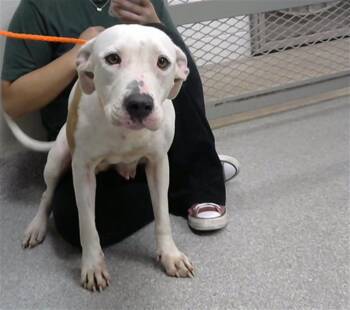 Rescue Pit Bull Terrier and Mixed Breed Dogs for Adoption in Pasadena, Texas - BITSY | PetCurious