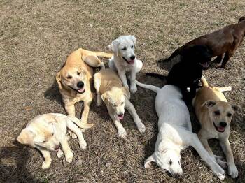 Labrador Retriever and Mixed Breed Dogs Available for Adoption - Cattone / Mama Juniper | PetCurious