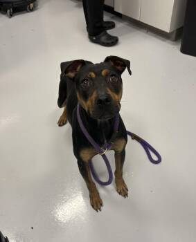 Bento -  Terrier Dog for Adoption in Bourbonnais, Illinois - Bento | PetCurious