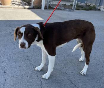 Pit Bull Terrier Dogs Available for Adoption in Elko, Nevada - 60797701 | PetCurious