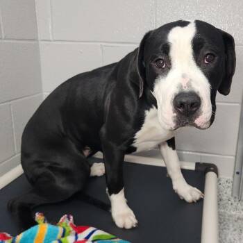 Pit Bull Terrier Dogs Available for Adoption in Fort Wayne, Indiana - Stephanie Tanner | PetCurious