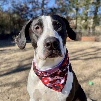 Hound and Boxer Dogs Available for Adoption in Andover, Massachusetts - Shakes Hodge Podge - Local Dog | PetCurious
