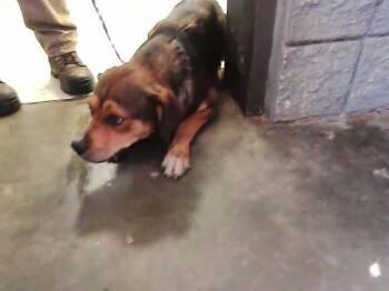 A183538 -  Labrador Retriever and Mixed Breed Dog for Adoption in Tulsa, Oklahoma - A183538 | PetCurious