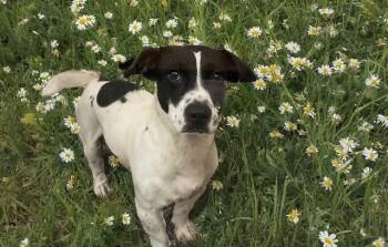 BOB ROSS -  Dachshund and Mixed Breed Dog for Adoption in Fort Lauderdale, Florida - BOB ROSS | PetCurious