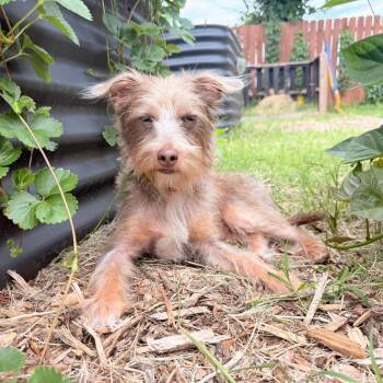 Buster -  Terrier and Mixed Breed Dog for Adoption in Fayetteville, Arkansas - Buster | PetCurious