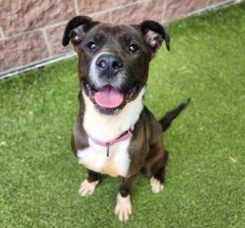 Pit Bull Terrier Dogs Available for Adoption in Minneapolis, Minnesota - HIBISCUS | PetCurious