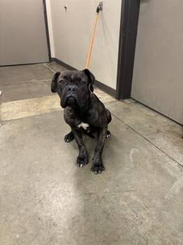 BETTY -  Boxer and Mixed Breed Dog for Adoption in Ontario, California - BETTY | PetCurious
