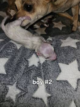 Male 2 -  Chiweenie Dog for Sale in Camden, Tennessee - Male 2 | PetCurious