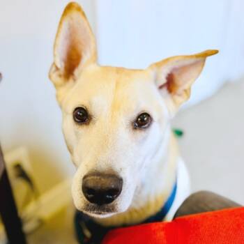 Rescue Yellow Labrador Retriever Dogs for Adoption in Rochester, Minnesota - Bo | PetCurious