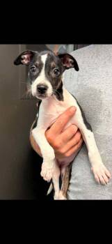 Bonnie -  Terrier and Mixed Breed Dog for Adoption in Bowling Green, Kentucky - Bonnie | PetCurious