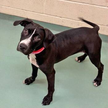 T106953 Ginger -  Pit Bull Terrier and Mixed Breed Dog for Adoption in Port Washington, New York - T106953 Ginger | PetCurious