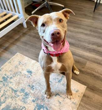 Rumi Cutie the Total Sweetheart -  Pit Bull Terrier Dog for Adoption in Friendswood, Texas - Rumi Cutie The Total Sweetheart | PetCurious