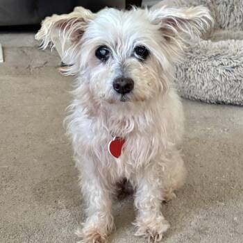 Spinach Tooth -  West Highland White Terrier Westie and Maltese Dog for Adoption in Los Angeles, California - Spinach Tooth | PetCurious