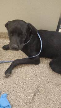 Captain -  Labrador Retriever Dog for Adoption in Great Bend, Kansas - Captain | PetCurious
