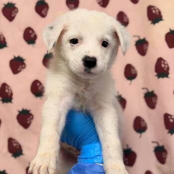 Clover -  Great Pyrenees and Mixed Breed Dog for Adoption in San Antonio, Texas - Clover | PetCurious