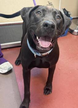 Labrador Retriever and Bully Dogs Available for Adoption in Salisbury, Maryland - Hemi | PetCurious