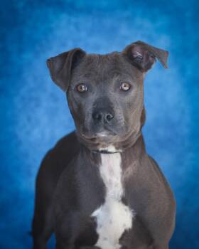 Pit Bull Terrier and Chihuahua Dogs Available for Adoption - SHARONA (0411) | PetCurious