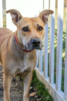 Mama Ruby Ann -  Pit Bull Terrier Dog for Adoption in Carmel Hamlet, New York - Mama Ruby Ann | PetCurious