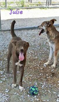 Julie -  Mixed Breed Dog for Adoption in Stanton, Kentucky - Julie | PetCurious