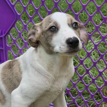 Rescue Mixed Breed Dogs for Adoption in Kempner, Texas - Dopey | PetCurious