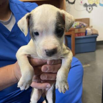 Mixed Breed Dogs Available for Adoption in Dickinson, Texas - Mercy | PetCurious