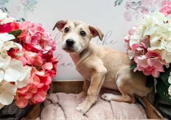 Labrador Retriever Dogs Available for Adoption in Newberg, Oregon - Korat  | PetCurious