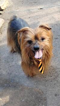 Charlie -  Yorkshire Terrier Dog for Adoption in Canon City, Colorado - Charlie | PetCurious