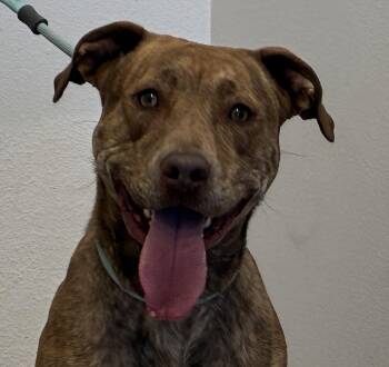 Plott Hound and Pit Bull Terrier Dogs Available for Adoption - Teddi | PetCurious