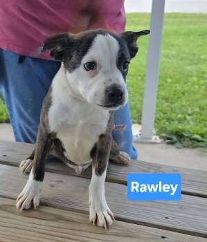 Rawley -  Boston Terrier and Terrier Dog for Adoption in Clinton, Missouri - Rawley | PetCurious