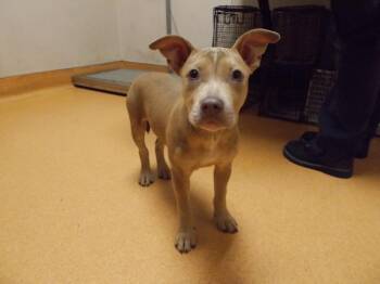 Pit Bull Terrier and Mixed Breed Dogs Available for Adoption - CORDELIA | PetCurious
