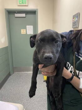 Rescue German Shepherd Dog Dogs for Adoption in Oakland, California - Butch Cassidy | PetCurious