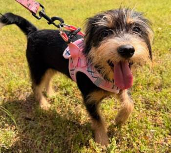 Chihuahua and Schnauzer Dogs Available for Adoption in Calera, Alabama - Honeybear | PetCurious