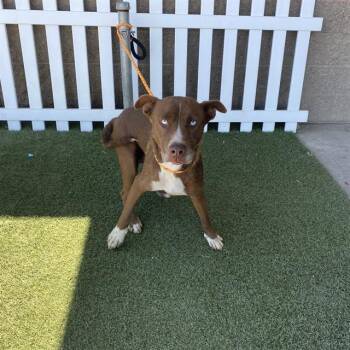 BELLA -  Husky and Mixed Breed Dog for Adoption in Modesto, California - BELLA | PetCurious