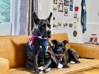 Proton -  Pit Bull Terrier and Mixed Breed Dog for Adoption in Atlanta, Georgia - Proton | PetCurious