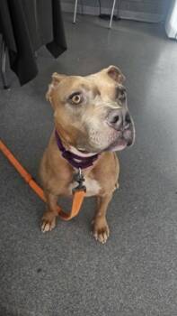 Rescue Mixed Breed Dogs for Adoption in West Chester, Pennsylvania - Lola | PetCurious