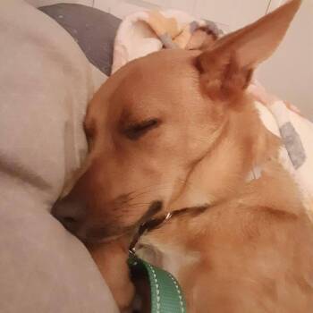 Mixed Breed Dogs Available for Adoption - Gabriella | PetCurious