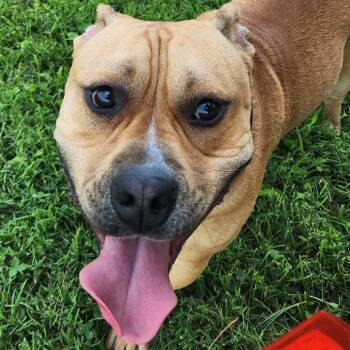 Jon Bon Chonky -  Pit Bull Terrier Dog for Adoption - Jon Bon Chonky | PetCurious