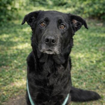Black Labrador Retriever Dogs Available for Adoption - Buoy **No Adoption Fee Through March** | PetCurious
